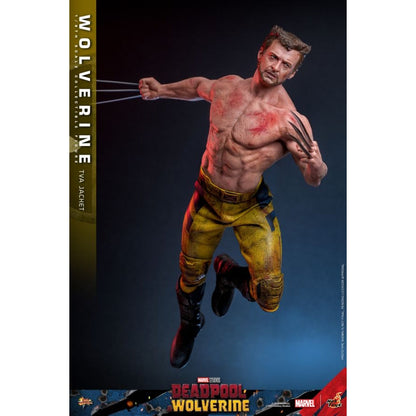 Hot Toys Deadpool & Wolverine Wolverine (TVA Jacket) 1:6 Scale Collectable Action Figure