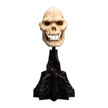 Weta The Lord of the Rings Skull of Lurtz Miniature Skull