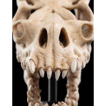 Weta The Lord of the Rings Skull of a Fell Beast Miniature Skull