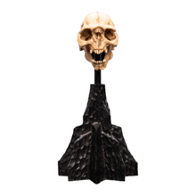 Weta The Lord of the Rings Skull of a Moria Orc Miniature Skull