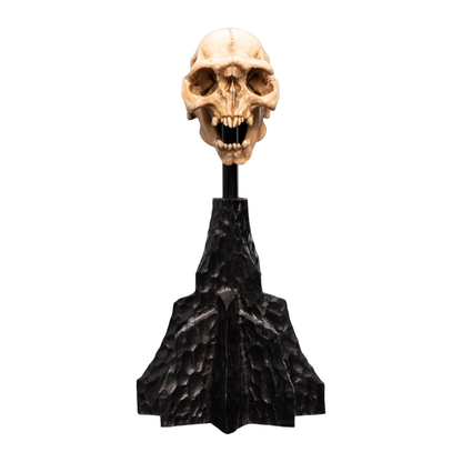Weta The Lord of the Rings Skull of a Moria Orc Miniature Skull