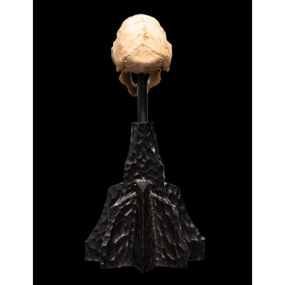 Weta The Lord of the Rings Skull of a Moria Orc Miniature Skull