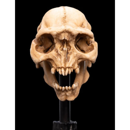 Weta The Lord of the Rings Skull of a Moria Orc Miniature Skull