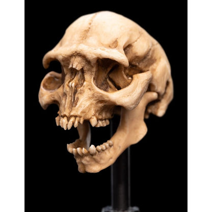Weta The Lord of the Rings Skull of a Moria Orc Miniature Skull