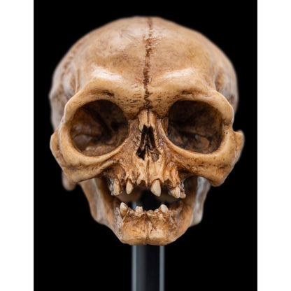Weta The Lord of the Rings Skull of Gollum Miniature Skull