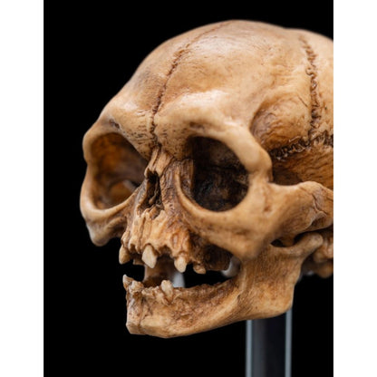 Weta The Lord of the Rings Skull of Gollum Miniature Skull