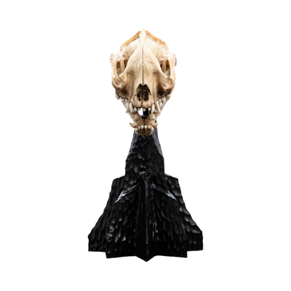 Weta The Lord of the Rings Skull of a Warg Miniature