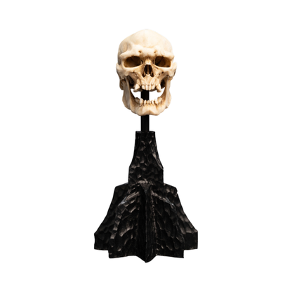Weta The Lord of the Rings Skull of a Mordor Orc Miniature