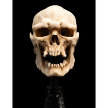 Weta The Lord of the Rings Skull of a Mordor Orc Miniature