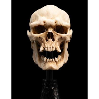 Weta The Lord of the Rings Skull of a Mordor Orc Miniature