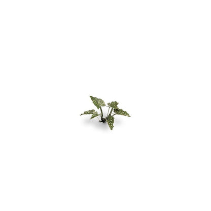 Gamers Grass Laser Plants Lords-and-Ladies