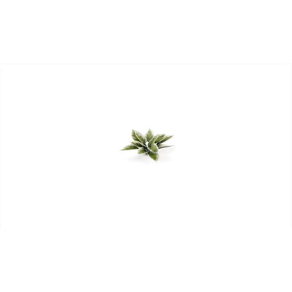 Gamers Grass Laser Plants Plantain Lily