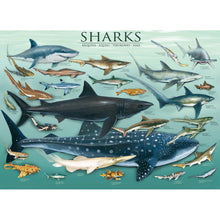 Puzzle Sharks 1000pc