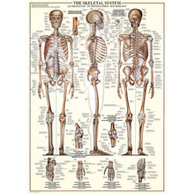 Puzzle The Skeletal System 1000pcs