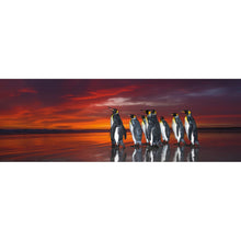 Puzzle Panorama King Penguins 1000Pc