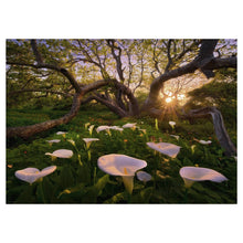 Puzzle Magic Forests Calla Clearing