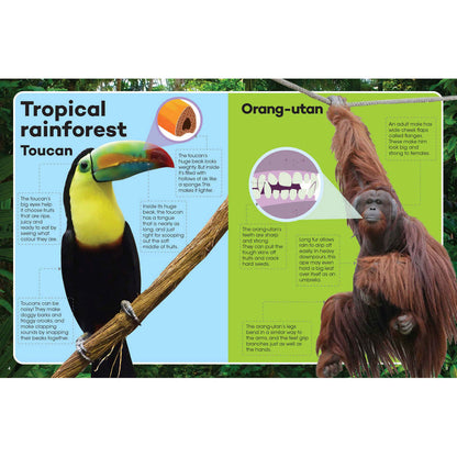 Explore & Learn Animals Book