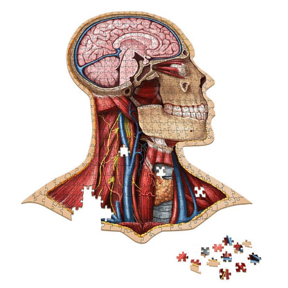 Dr. Livingston's Anatomy Jigsaw Puzzle: The Human Head