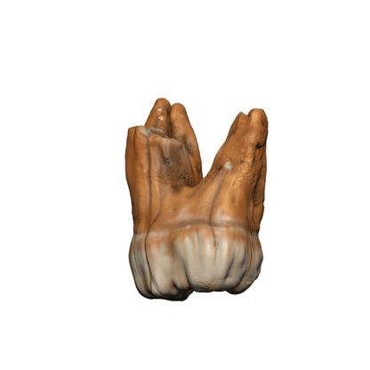 Dungeons & Dragons Teeth of Dahlver-Nar Bite-Sized Artifact