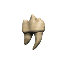 Dungeons & Dragons Teeth of Dahlver-Nar Bite-Sized Artifact